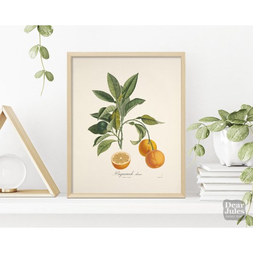 1800s French Botanical Poster | Vintage Orange Citrus Fruit Poster | Giclée Art Print