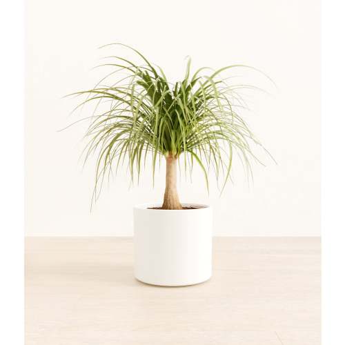 Ponytail Palm