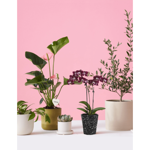 Peperomia Obtusifolia | Low Light Plants & Houseplants Delivery | The Sill