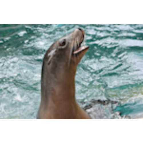 Membership | Brookfield Zoo Chicago