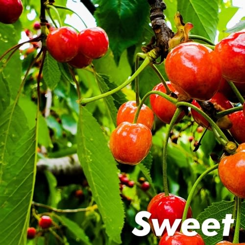 Buy Lapins Cherry Trees Online at Ty Ty Plant Nursery LLC