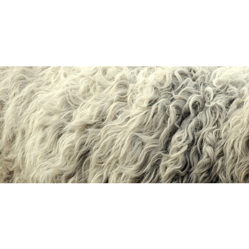 help us buy a sheep skin from Full Belly