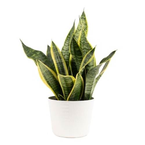 Costa Farms Sansevieria Snake Plant House Plant in 6-in Pot CO.SFV6.1.GP at Lowes.com