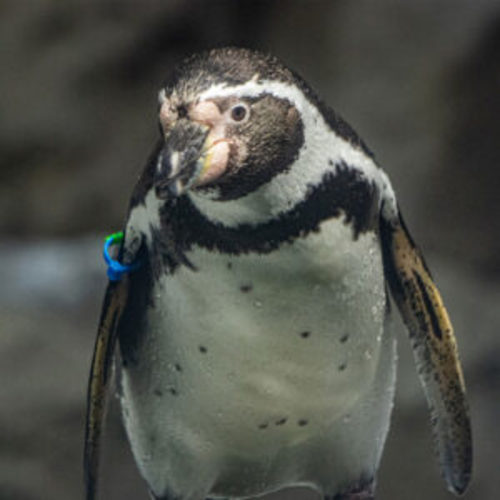 The Houston Zoo: Family Membership