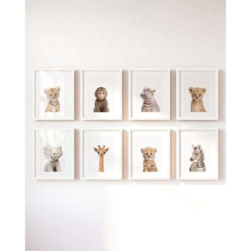 Safari Animals - Set of 8 baby animals - Africa & Asia - Nursery Art Prints - Classic · 8x10 · White Frame with Mat - The Crown Prints