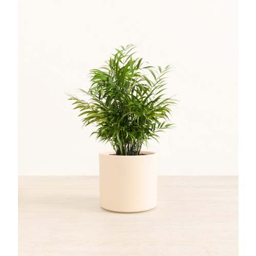 Parlor Palm