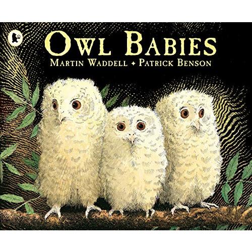 Owl babies