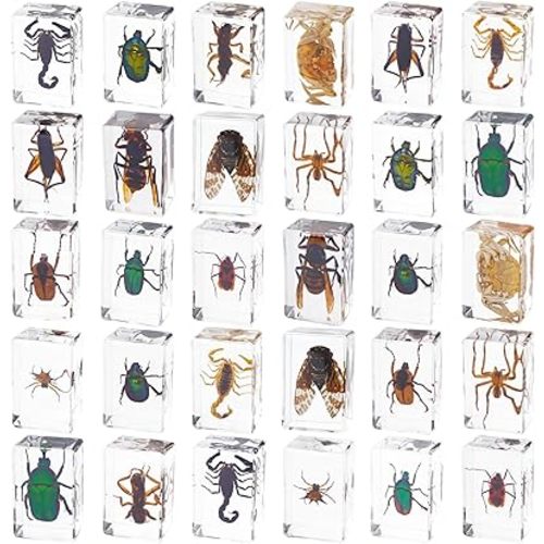 30 PCS Insect in Resin Specimen Bugs Collection Paperweights, Various Taxidermy Bugs Insect Preserved in Resin for Kids Scientific Educational Display Supplies
