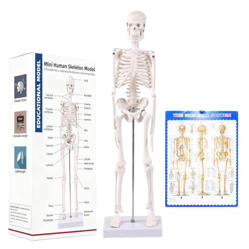 17.72 Inch Mini Skeleton Anatomy Model,Realistic Human Skeleton Model with Movable Arms and Legs, Scientific Anatomical Bone Model,Educational Teaching Display & Halloween Decoration