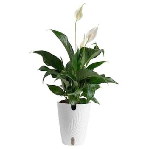 Costa Farms White Trending Tropicals Peace Lily House plant in 1.4 Quart(s) Self-watering pot 1 -Pack in the House Plants department at Lowes.com
