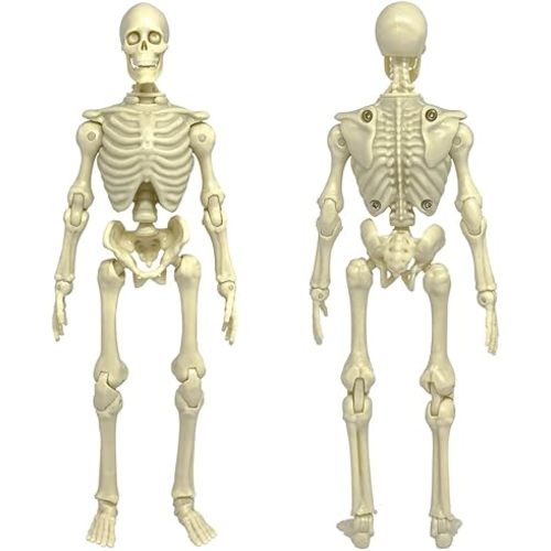 Figures Toy Company Super Articulated 8 Inch Skeleton Action Figure