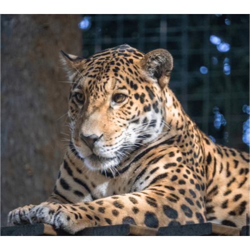 Brevard Zoo pass