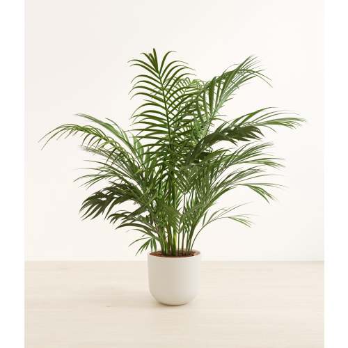 Areca Palm