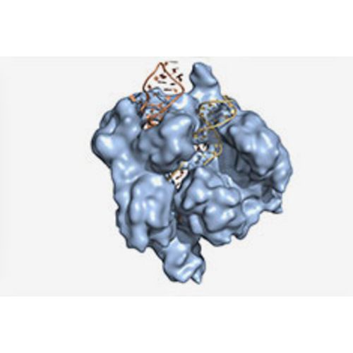 GenCrispr Cas9 Genome Editing Products