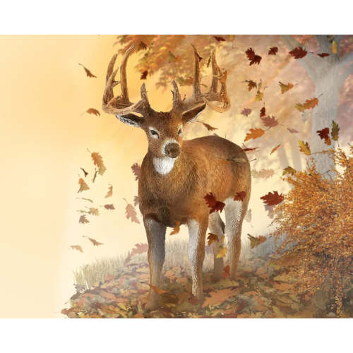 White-Tailed Deer