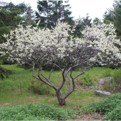 Help us plant a tree!