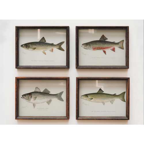 Vintage Fish Prints Set of 4: Southern Coastal Art