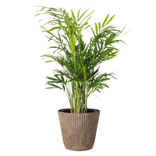 Live Parlor Palm Plant - Pet Safe - 4" Decorative Pot Cover - Thorsen's Greenhouse