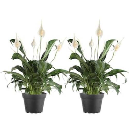 Costa Farms White Spathiphyllum, Peace Lily House Plant in 6-in Pot 2-Pack M-SPA-G-POT-02-LW at Lowes.com