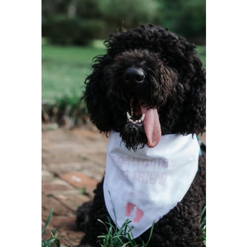 Pet care fund