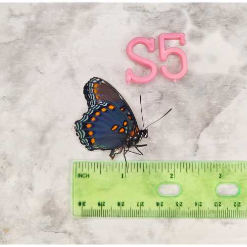 REAL Red Spotted Purple Butterfly Limenitis arthemis DRIED A1 Museum Quality for Insect Displays and Art