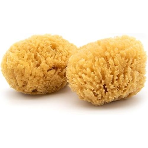 Neptune Caribbean Sea Sponge 2 Pack, Medium (Approx. 5-6 Inch), Hand Processed, Natural & Eco-Friendly Bath Sponge