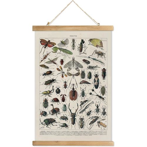 XIAOAIKA Vintage Entomology Poster - Illustrated Insect Species Chart with Wooden Frame - Educational Bug Identification Wall Art for Science Classrooms Home Office 20 x 30 Inches