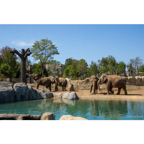 Membership | Cincinnati Zoo