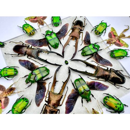 Framed insect wall art Real beetle taxidermy Real bug wall art Framed Praying Mantis artwork Insect shadow box Stag beetle Bug collection