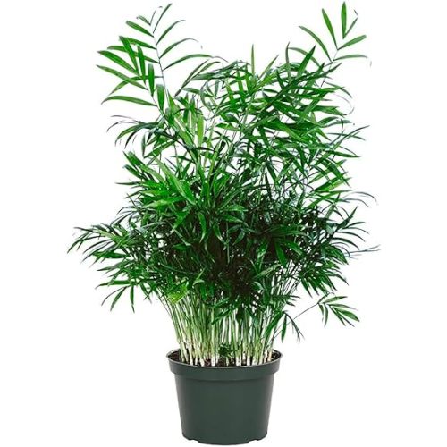 American Plant Exchange Chamaedorea Elegans Parlour Palm Live Indoor Houseplant, 6" Pot, Light Green Air Purifier