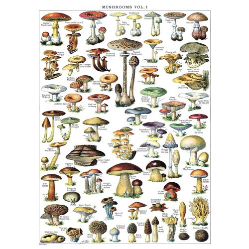 Palace Learning Vintage Mushroom Poster Print - Mycology & Fungi Botanical Identification Reference Chart Volume 1 (LAMINATED, 18" x 24")