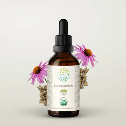 Echinacea Root Tincture – Supports Immune Wellness – HerbEra
