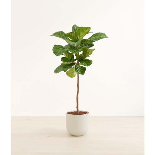 Fiddle Leaf Fig Tree
