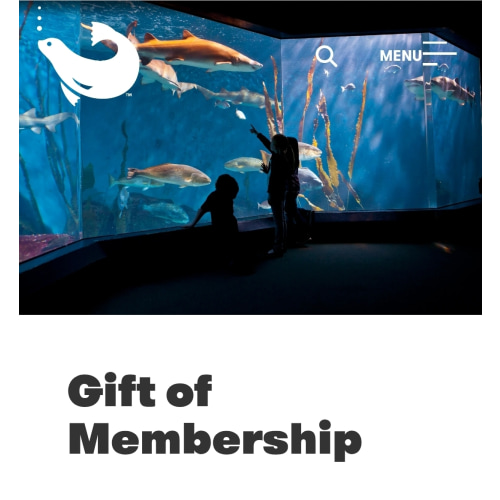 Gift of Membership | The Maritime Aquarium