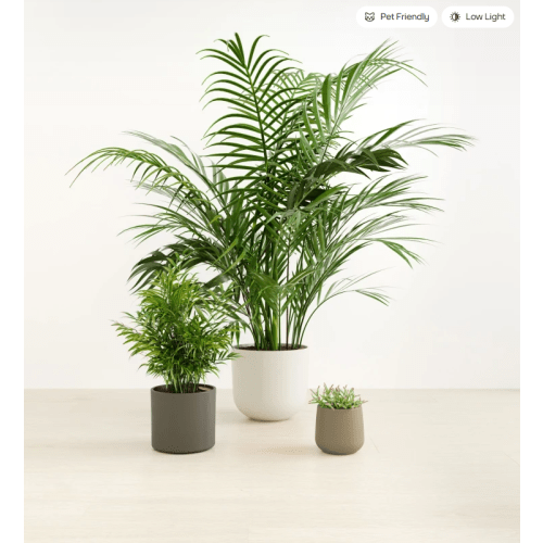 The Palm Paradise - Three Plant Collection