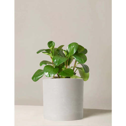 The Sill Peperomia Obtusifolia