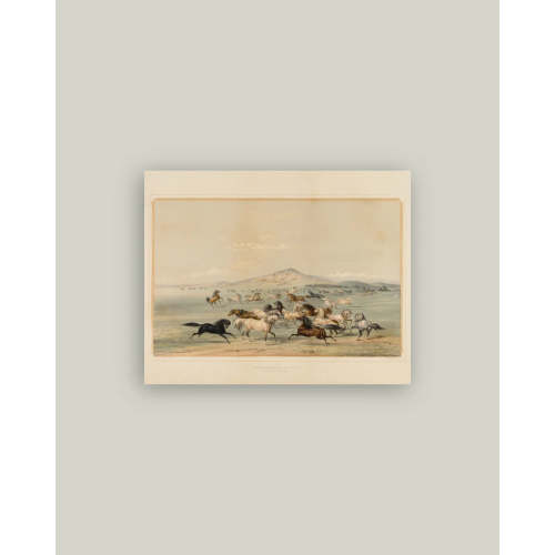 field of horses artist board