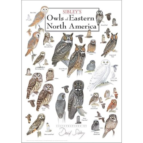 Sibley’s Owls of Eastern North America