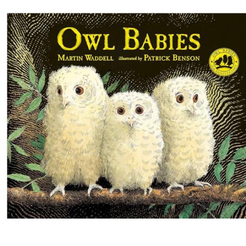 Owl Babies