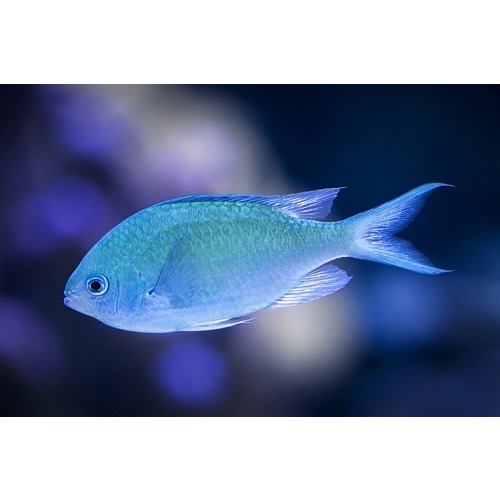 LB Aquarium Membership