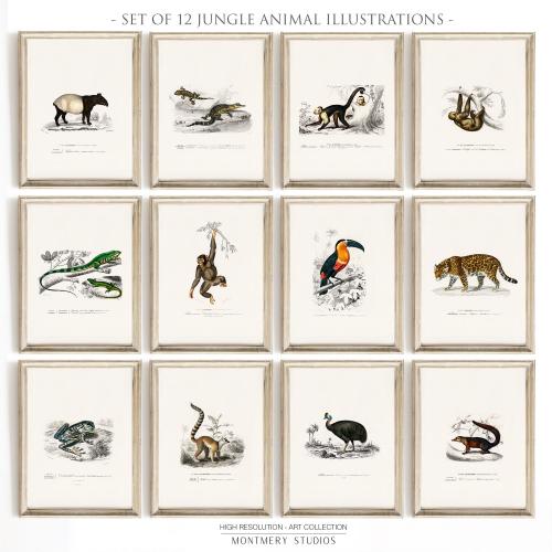Jungle Animal Prints Set of 12, Vintage Rainforest Nursery Wall Art, Sloth, Toucan, Monkey, Jaguar, Frog, Tropical Jungle Decor, S065