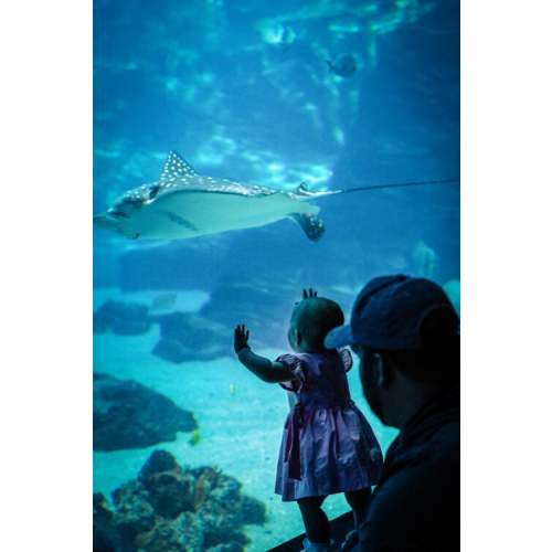Get Tickets for Georgia Aquarium | Visit Today | Atlanta Georgia
