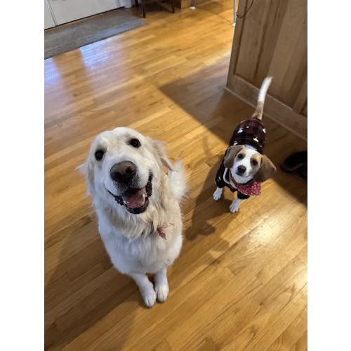 Dog Sit Max and Bubbles