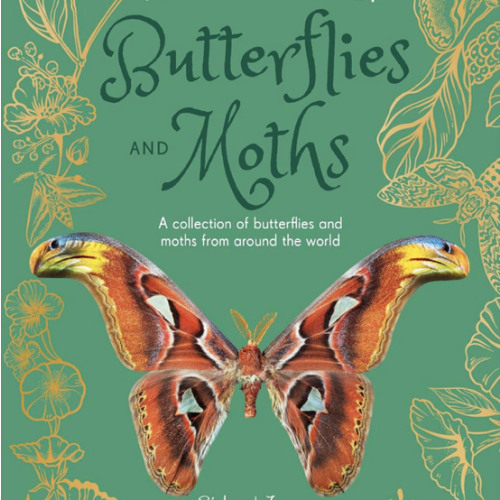 An Anthology of Butterflies and Moths: A Collection of Butterflies and Moths from Around the World (DK Little Anthologies)