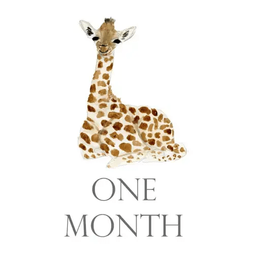 Baby Month Cards | Over The Moon