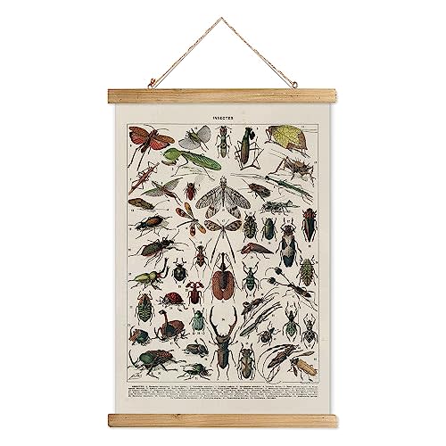 XIAOAIKA Vintage Entomology Poster - Illustrated Insect Species Chart with Wooden Frame - Educational Bug Identification Wall Art for Science Classrooms Home Office 16 x 23 Inches