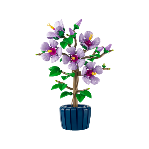 Hibiscus