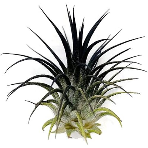 Ionantha Guatemala Tillandsia Air Plant, Guatemala Tillandsia Live Airplant, Healthy Arrival Guaranteed, Great Indoor Plant, Home Decor & Gift (Black)