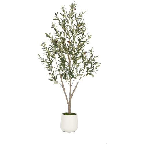 Olive Trees 5 FT for Nursery