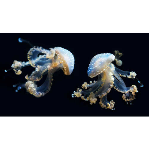 Gift Cards - California Academy of Sciences